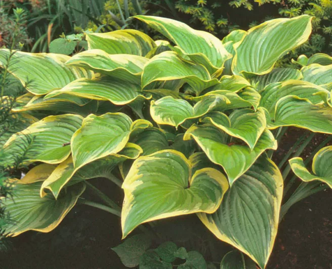 Hosta Victory, Variegated Plantain lily, Plantain Lily 'Victory', Shade perennials, Plants for shade