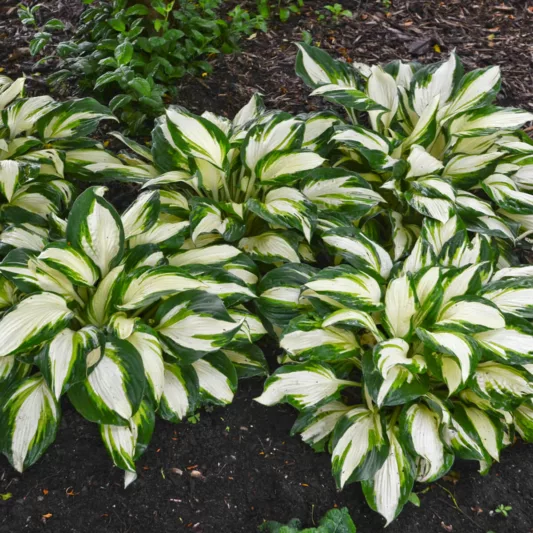 Hosta Vulcan, Variegated Plantain lily, Plantain Lily 'Vulcan', 'Vulcan' Hosta, Shade perennials, Plants for shade