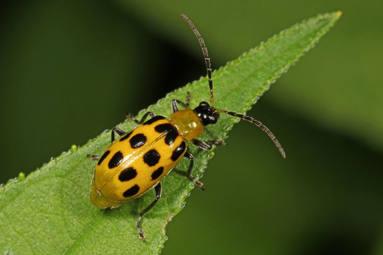 Cucumber Beetle Spotted