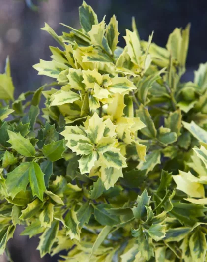 Ilex Golden Oakland, Ilex hybrid 'Magden', Variegated Holly, Variegated Ilex, evergreen shrub, columnar shrub