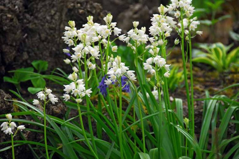 Hyacinthoides Hispanica 'White City', Spanish Bluebells 'White City', Wood Hyacinth 'White City', Scilla hispanica 'White City', Scilla Campanulata 'White City', While Flowers,