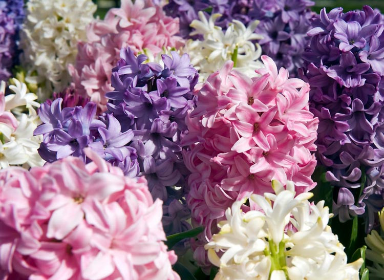 Dutch hyacinth, Dutch Hyacinth, Hyacinthus Orientalis, Common Hyacinth, Spring Bulbs, Spring Flowers, early spring bulbs, fragrant bulbs, White Hyacinth, Blue Hyacinth, Pink Hyacinth, Mauve h