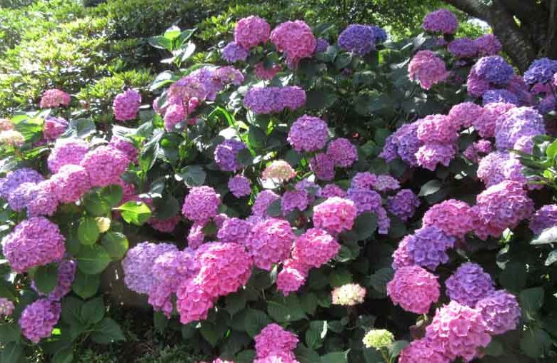 Hydrangea Macrophylla 'Altona', Bigleaf Hydrangea 'Altona', French Hydrangea 'Altona', Mophead Hydrangea 'Altona', Pink hydrangea, Blue hydrangea,Purple hydrangea