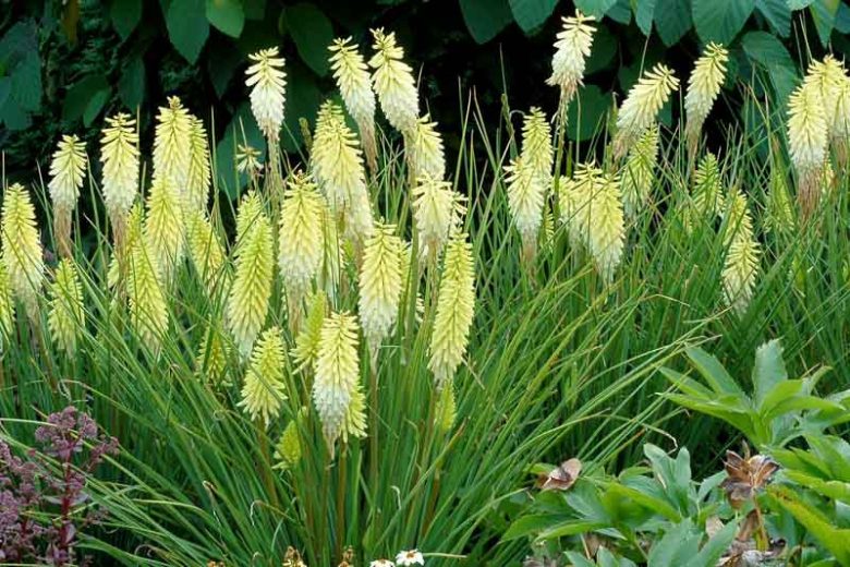Kniphofia Pineapple Popsicle, Red Hot Poker Pineapple Popsicle, Poker Plant Pineapple Popsicle, Torch Lily Pineapple Popsicle, Tritoma Pineapple Popsicle, Yellow flowers, Yellow Kniphofia, Yellow Red Hot Poker, Yellow Poker Plant, Yellow Torch Lily