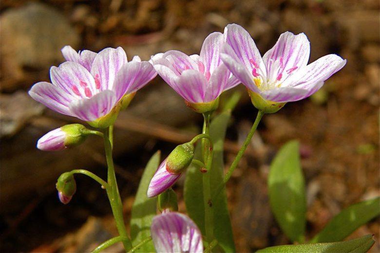 Claytonia lanceolata,Western Spring Beauty, Lanceleaf Spring Beauty, Spring Beauty, Indian Potato, White flowers, Spring flowers, Shade perennials