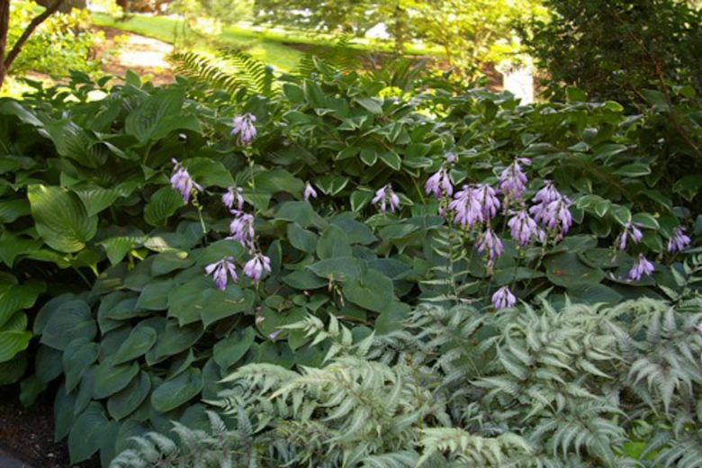 Hosta 'Royal Standard', Plantain Lily 'Royal Standard', 'Royal Standard' Hosta, Hosta 'Wayside Perfection', Shade perennials, Plants for shade