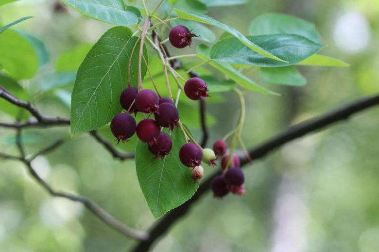 Amelanchier lamarckii, Juneberry, Snowy Mespilus, Amelanchier botryapium, Amelanchier canadensis, Amelanchier laevis, Shrub, Fall color, Shrub with berries