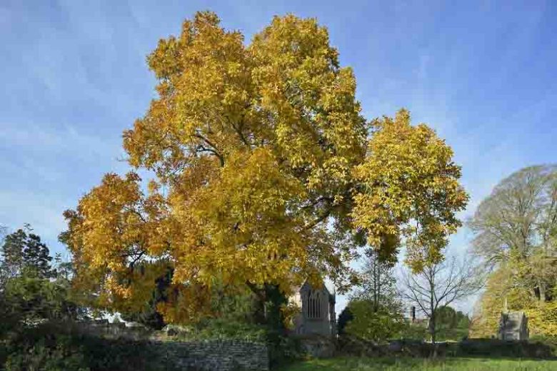 Carya ovata, Shagbark Hickory, Shell-Bark Hickory, Little Shell-Bark Hickory, Shellbark Hickory, Deciduous Tree, Fall Color, Fruit Tree