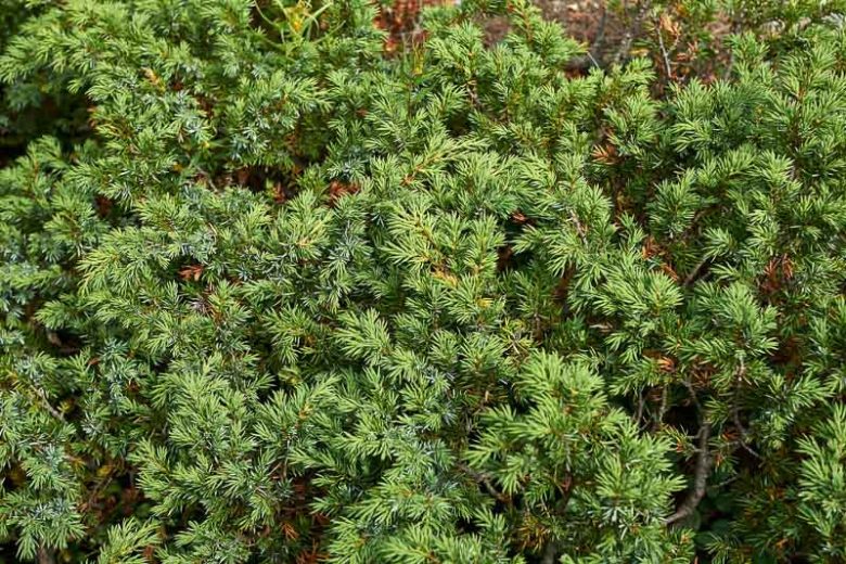 Juniperus communis, Common Juniper, Juniper, Juniperus intermedia, Evergreen Shrub, Evergreen Tree