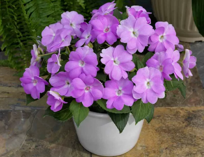 Impatiens 'Sunpatiens Compact Orchid', Sunpatiens Compact Orchid Impatiens, Mounding Impatiens, Purple Impatiens, Purple Flowers
