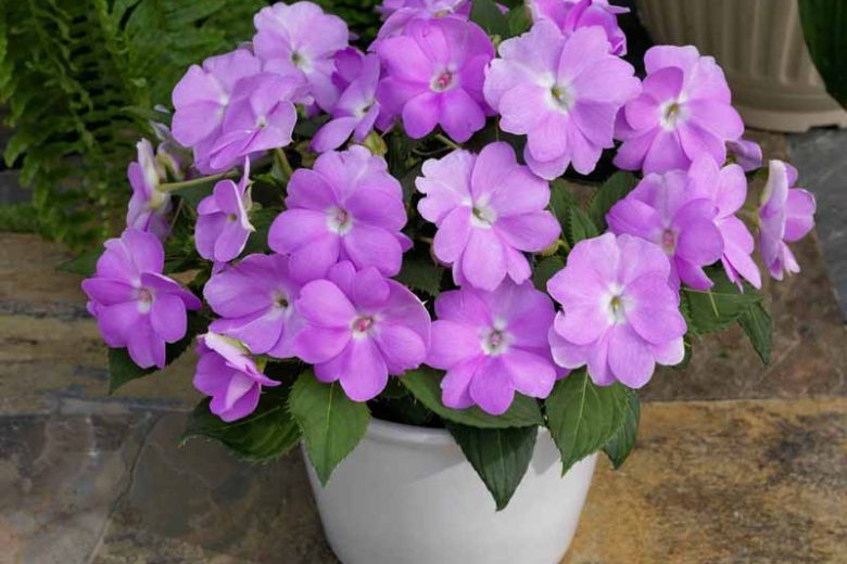 Impatiens 'Sunpatiens Compact Orchid', Sunpatiens Compact Orchid Impatiens, Mounding Impatiens, Purple Impatiens, Purple Flowers