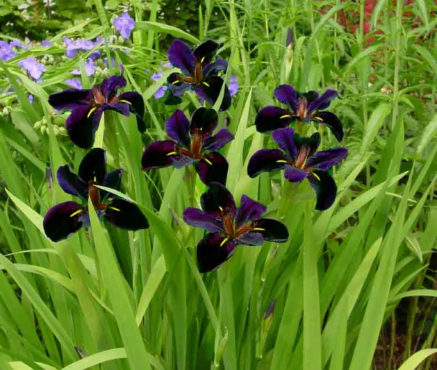 Iris 'Black Gamecock', Louisiana Iris, Purple Iris, Purple flowers, Dark Flowers, Dark Iris