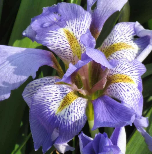 Iris lazica, Lazistan Iris, Lavender Iris, Lavender Flowers, Bicolor Iris, Bicolor Flowers, Evergreen Iris