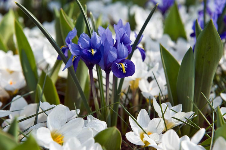 Iris 'Harmony', Dwarf Iris 'Harmony', Iris reticulata 'Pixie', Iris reticulata, Dwarf iris, Early spring Iris,Purple flowers, Purple iris,Blue flowers, Blue iris