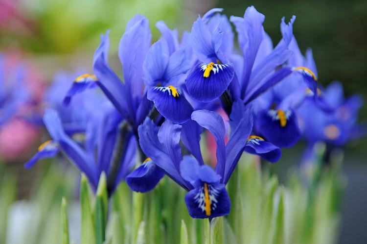 iris reticulata, dwarf iris, iris, iris flowers, irises