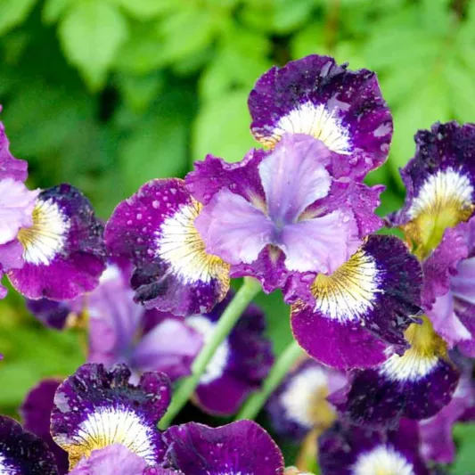 Siberian Iris Contrast in Styles, Iris Sibirica Contrast in Styles, Siberian flag Contrast in Styles, purple flowers, purple siberian iris, purple iris