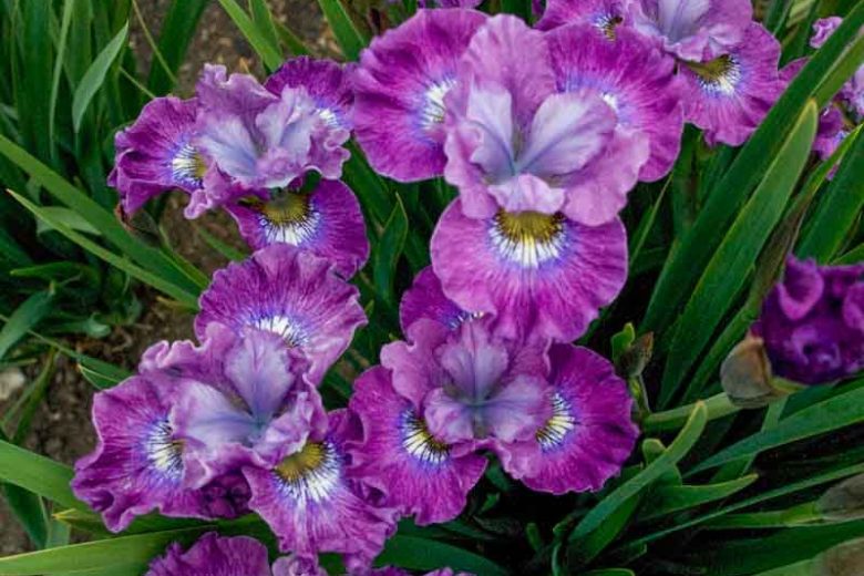 Siberian Iris Strawberry, Iris Siberica Strawberry Fair, Siberian flag Strawberry Fair, Purple flowers, Lavender Flowers, Purple Iris, Lavender Iris