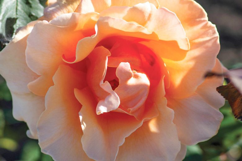 Rosa Brandy™, Rose Brandy™, Rosa 'AROcad', Hybrid Tea Roses, Shrub Roses,  Apricot roses, Apricot Hybrid Tea Roses,  Apricot Landscape Roses