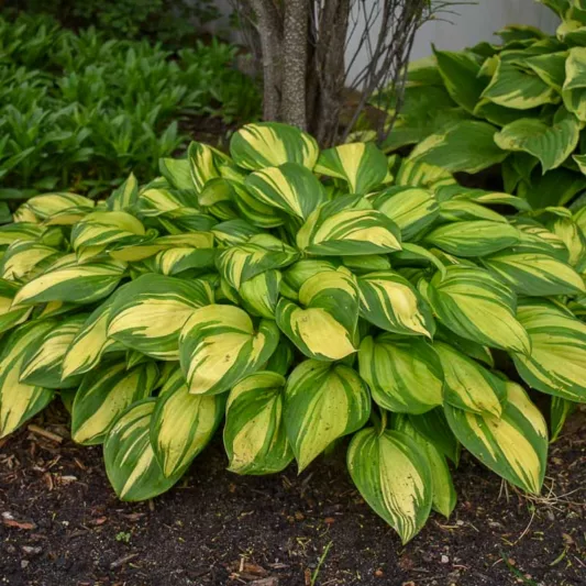 Hosta Rainbow's End, Variegated Plantain lily, Plantain Lily Rainbow's End, Shade perennials, Plants for shade