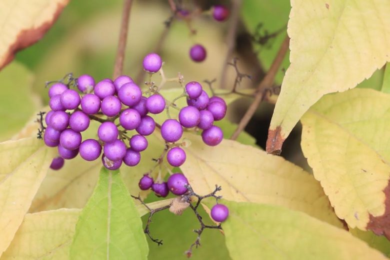 Purple Berries, Japanese beautyberry, Callicarpa japonica