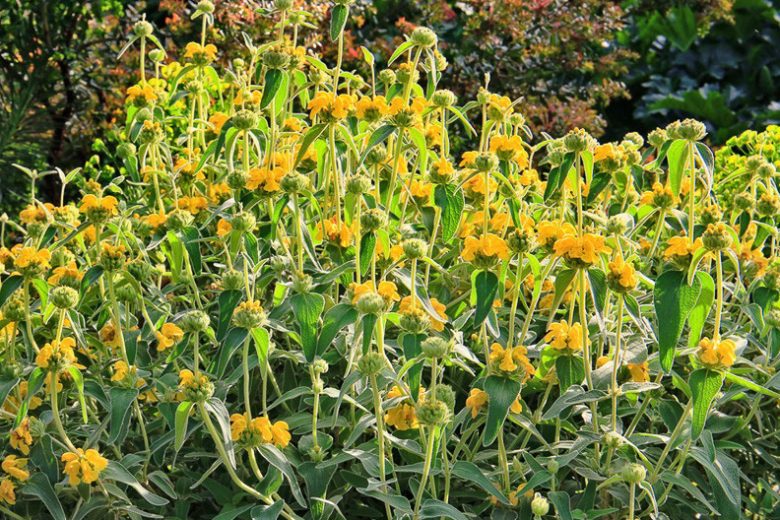 Phlomis fruticosa, Jerusalem Sage, Jupiter's Distaff, Yellow Clary, Deer resistant perennials, Yellow perennials