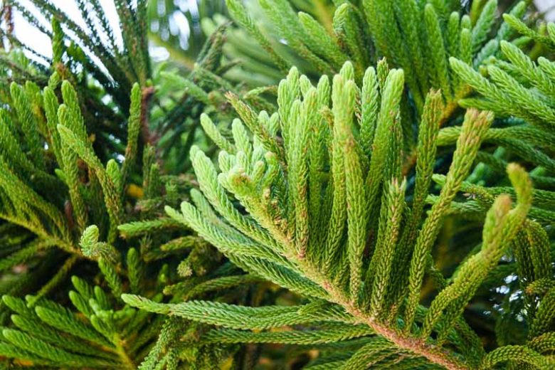 Picea mariana, Black Spruce, Bog Spruce, Swamp Spruce, Evergreen Conifer, Evergreen Shrub, Evergreen Tree