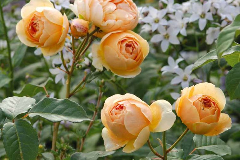 Rosa Jude the Obscure, Rose Jude the Obscure, English Rose Jude the Obscure, David austin rose Jude the Obscure, Fragrant roses., Shrub roses, yellow roses, apricot roses, Climbing Roses, Rose Bushes, Garden Roses