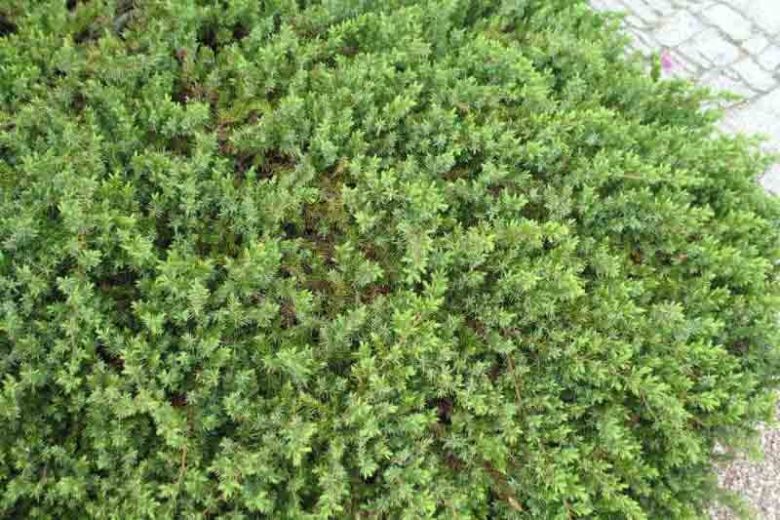 Juniperus rigida subsp. conferta 'Blue Pacific', Shore Juniper 'Blue Pacific', Juniperus conferta 'Blue Pacific', Evergreen Shrub, Dwarf evergreen shrub, Blue shrub