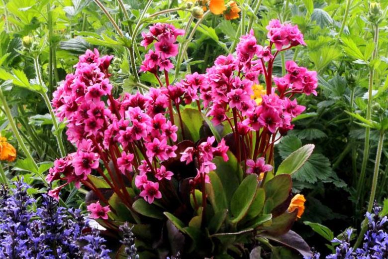 Bergenia 'Flirt',  Pink Bergenia, Evergreen Perennial, Shade Perennial