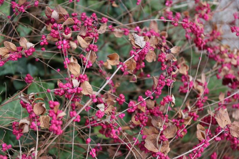Symphoricarpos orbiculatus, Coralberry, Coral Berry, Indian Currant, Buckbrush, Pink berries, shrubs, fall color, shrub with berries