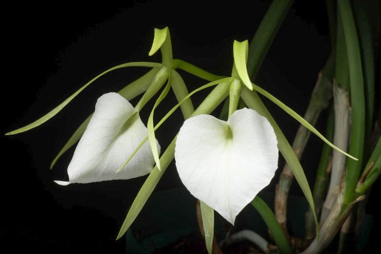 Brassavola nodosa, Lady of the Night, Bletia nodosa, Bletia rhopalorrhachis, Brassavola grandiflora, Cymbidium nodosum, White Orchids, Fragrant Orchids, Easy Orchids, Easy to Grow Orchids
