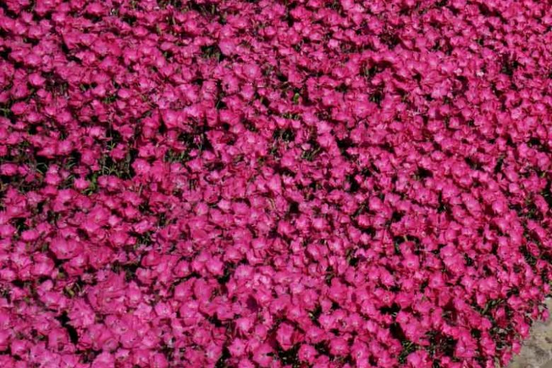 Dianthus 'Vivid Bright Light, Pink 'Vivid Bright Light', Dianthus 'Uribest52',  Pink Dianthus
