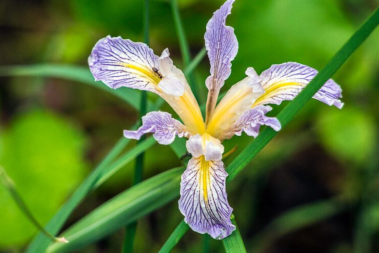 Iris macrosiphon, Long Tubed Iris, Bowltube Iris, Ground Iris, Iris amabilis, Iris californica, California Native Plants, California Native Perennials