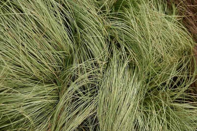 Carex Comans 'Frosted Curls', New Zealand Hair Sedge 'Frosted Curls', New Zealand Sedge 'Frosted Curls', Ornamental grasses, Ornamental grass, Decorative grasses, grasses, perennial grasses