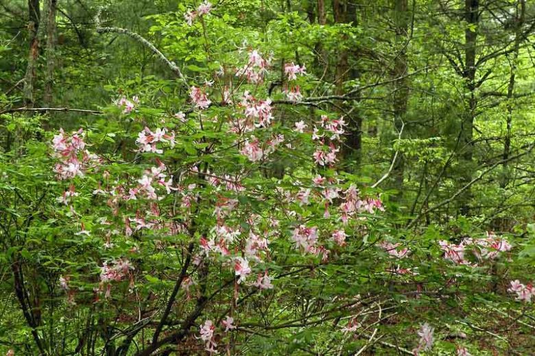 Rhododendron periclymenoides, Pink Azalea, Pinxterbloom Azalea, Pinxterflower, Azalea nudiflora, Rhododendron nudiflorum, Pink Azalea, Pink Flowering Shrub