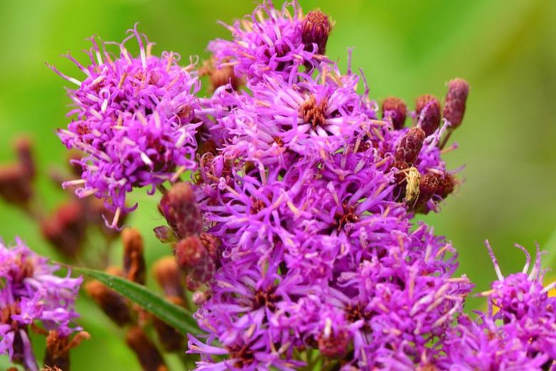 Vernonia fasciculata, Prairie Ironweed, Common Ironweed, Purple Flowers, Purple Perennials, Butterfly Plants, Pollinators Plants