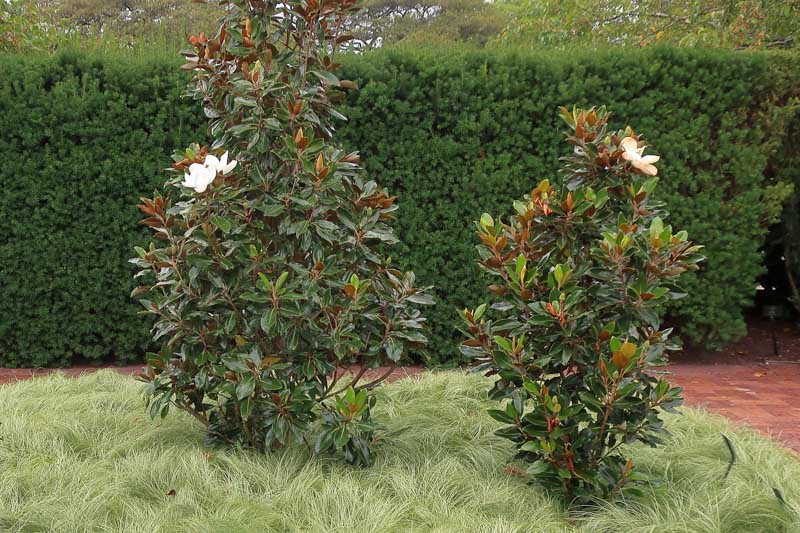Little Gem Magnolia: Care, Growth & Bloom Guide