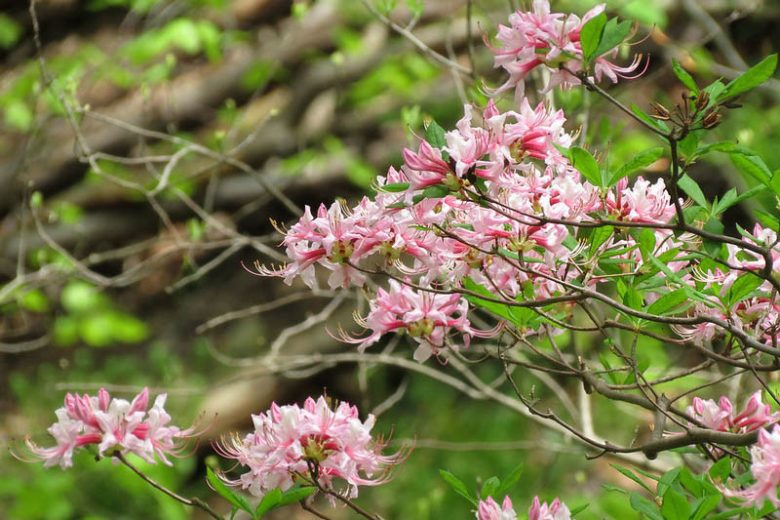 Rhododendron periclymenoides, Pink Azalea, Pinxterbloom Azalea, Pinxterflower, Azalea nudiflora, Rhododendron nudiflorum, Pink Azalea, Pink Flowering Shrub