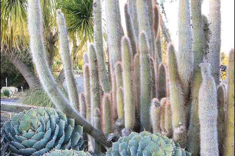 Cleistocactus strausii, Silver Torch, Wooly Torch, Silver Torch Cactus, Borzicactus strausii, Cephalocereus strausii, Cereus strausii, Denmoza strausii