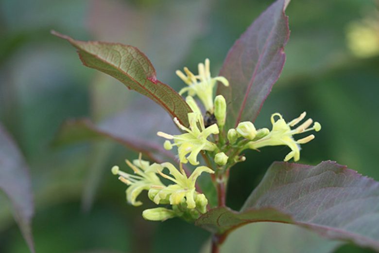 Diervilla Kodiak® Red, Bush Honeysuckle, Diervilla splendens, Diervilla, Yellow flowers
