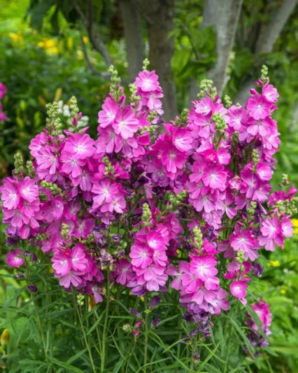 Sidalcea malviflora , Checker Bloom, Miniature Hollyhock, False Mallow, Purple flowers, Pink flowers