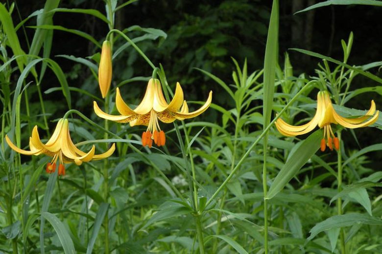 Lilium canadense, Canada Lily, Canadian Lily, Wild Yellow Lily,, Summer flowering Bulb, Yellow Lilies, Lily flower, Lily Flower