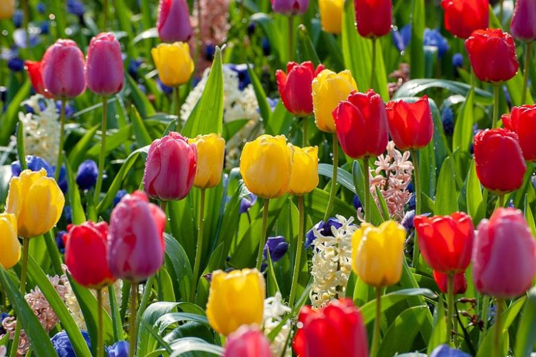Tulipa 'Golden Parade',Tulip 'Golden Parade', Darwin Hybrid Tulip 'Parade', Darwin Hybrid Tulips, Spring Bulbs, Spring Flowers, Yellow Tulip
