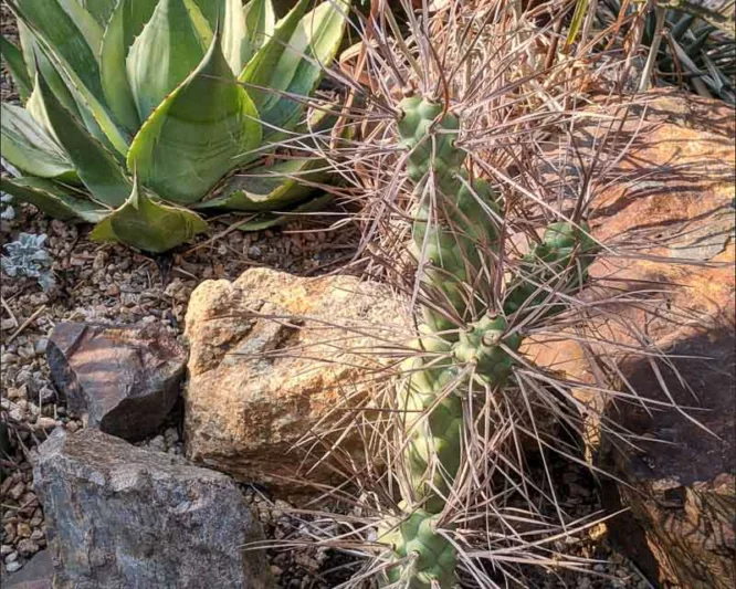 Tephrocactus articulatus var. papyracanthus, Paper Spine Cactus, Paper Spine Cholla Cactus, Opuntia glomerata f. papyracantha, Opuntia papyracantha, Tephrocactus papyracanthus