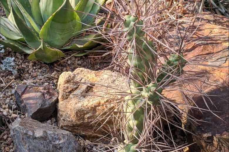 Tephrocactus articulatus var. papyracanthus, Paper Spine Cactus, Paper Spine Cholla Cactus, Opuntia glomerata f. papyracantha, Opuntia papyracantha, Tephrocactus papyracanthus