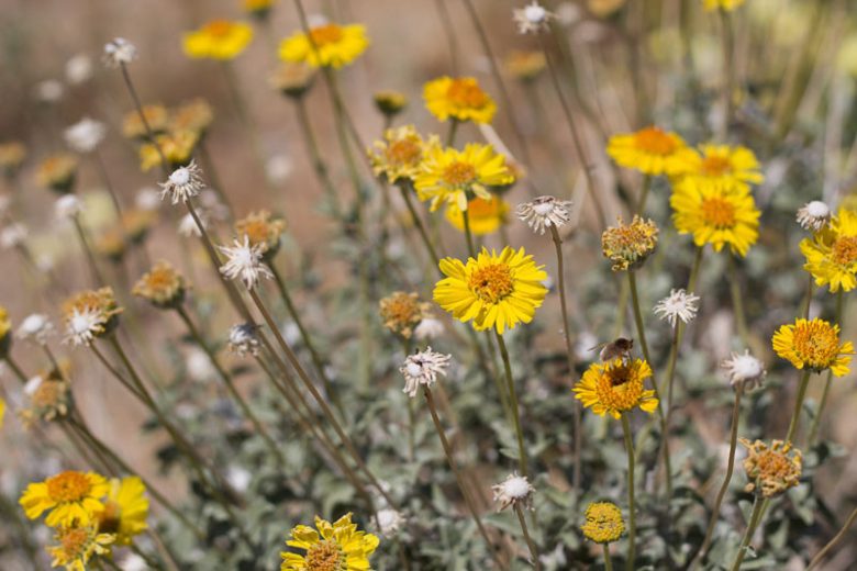 Encelia actoni,  Acton Encelia,  Acton Brittlebush, Acton's Brittlebush, Yellow Flowers, Drought Tolerant Flowers