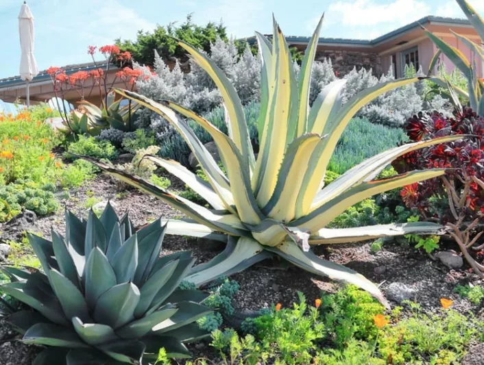 Agave americana 'Mediopicta Alba' (Century Plant)