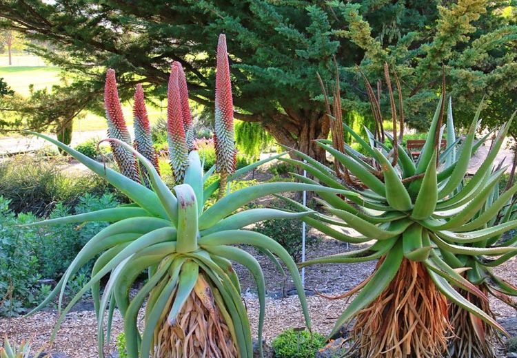 Aloe speciosa, Tilt-Head Aloe, Orange flowers, Succulents, Aloes, Drought tolerant plants