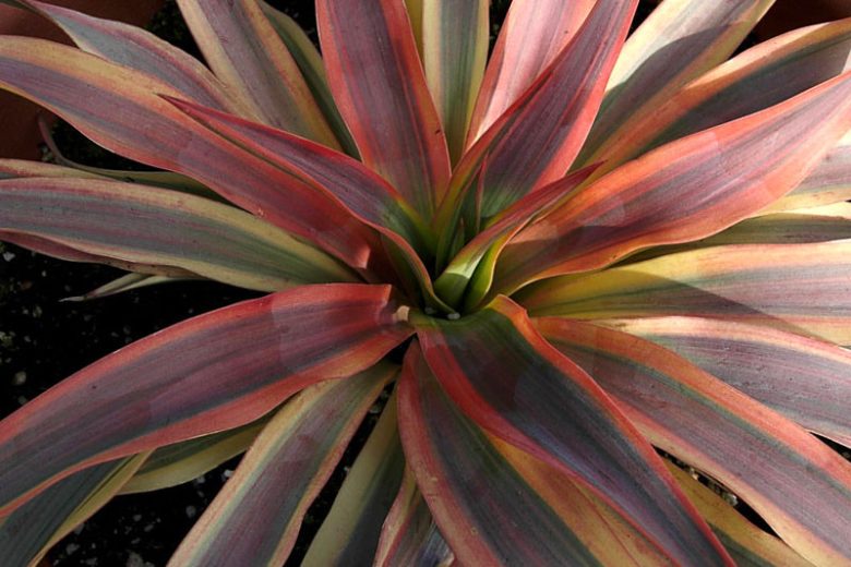 Yucca Gloriosa 'Bright Star', Variegated Spanish Dagger, 'Bright Star' Yucca, Yucca gloriosa 'Walbristar'