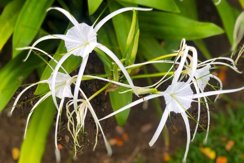 Hymenocallis 'Tropical Giant', Peruvian Daffodil 'Tropical Giant', Spider Lily 'Tropical Giant', Fragrant flowers, White Flowers